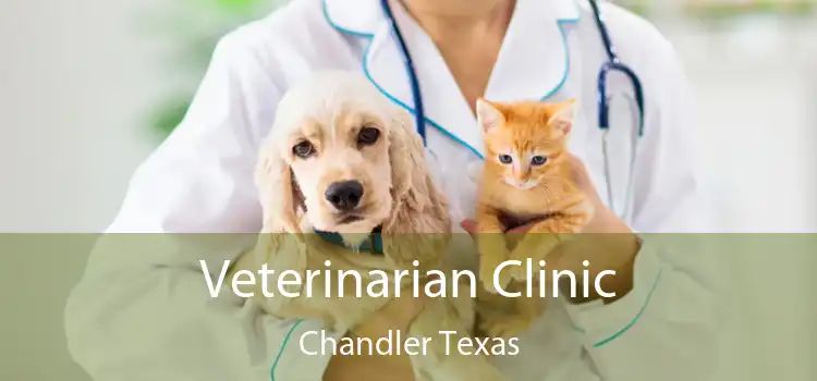 Veterinarian Clinic Chandler Texas