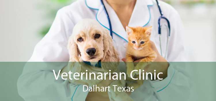 Veterinarian Clinic Dalhart Texas