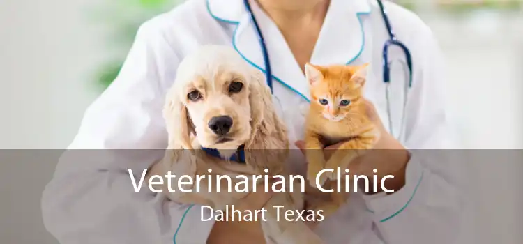 Veterinarian Clinic Dalhart Texas