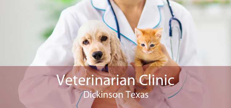 Veterinarian Clinic Dickinson Texas