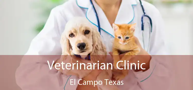 Veterinarian Clinic El Campo Texas