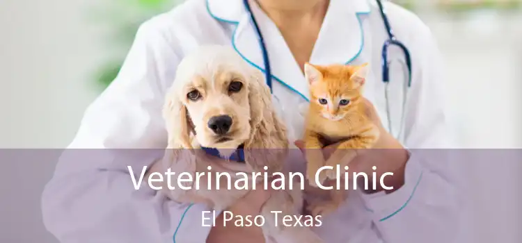 Veterinarian Clinic El Paso Texas