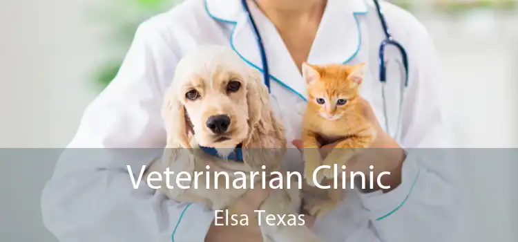 Veterinarian Clinic Elsa Texas