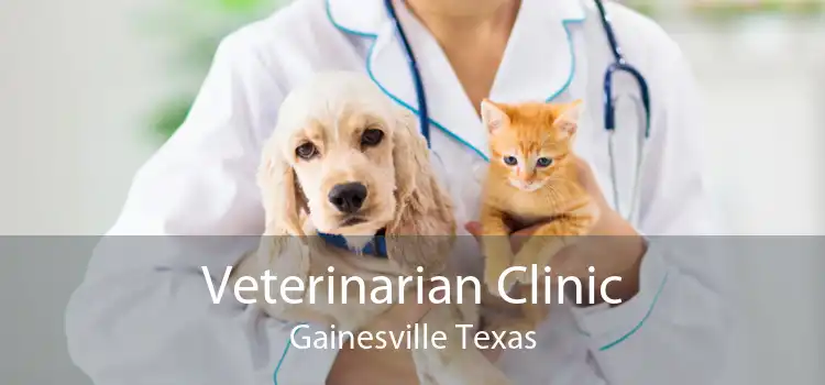 Veterinarian Clinic Gainesville Texas