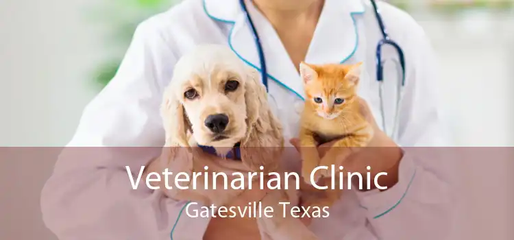 Veterinarian Clinic Gatesville Texas