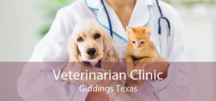 Veterinarian Clinic Giddings Texas