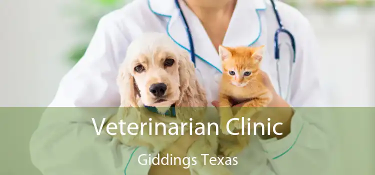 Veterinarian Clinic Giddings Texas