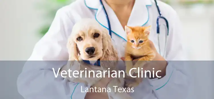 Veterinarian Clinic Lantana Texas