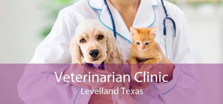 Veterinarian Clinic Levelland Texas