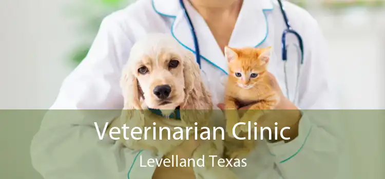 Veterinarian Clinic Levelland Texas