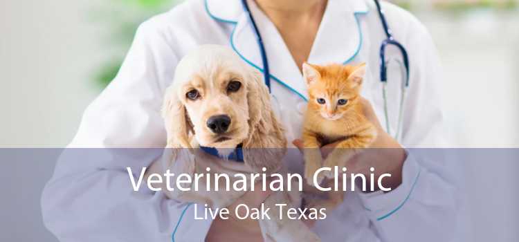 Veterinarian Clinic Live Oak Texas
