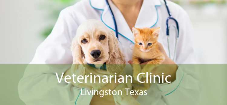 Veterinarian Clinic Livingston Texas