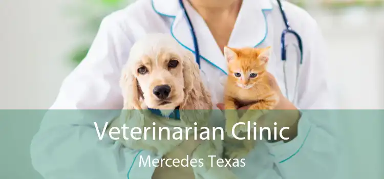 Veterinarian Clinic Mercedes Texas