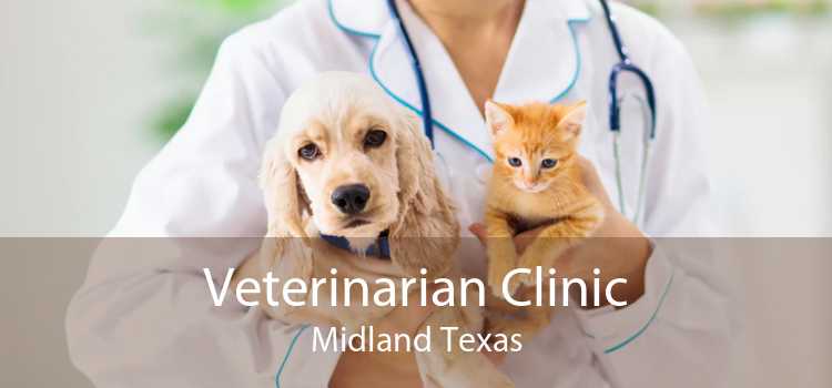 Veterinarian Clinic Midland Texas