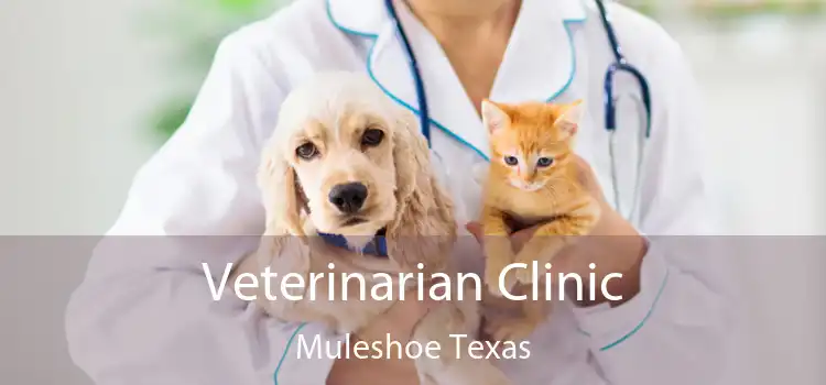 Veterinarian Clinic Muleshoe Texas