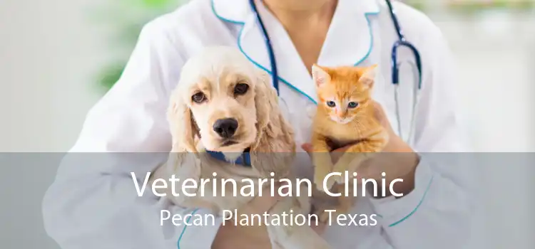 Veterinarian Clinic Pecan Plantation Texas