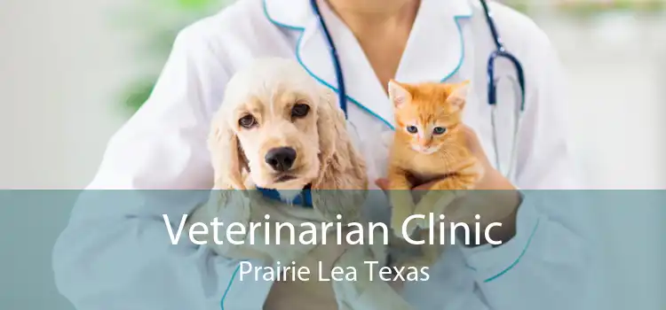 Veterinarian Clinic Prairie Lea Texas