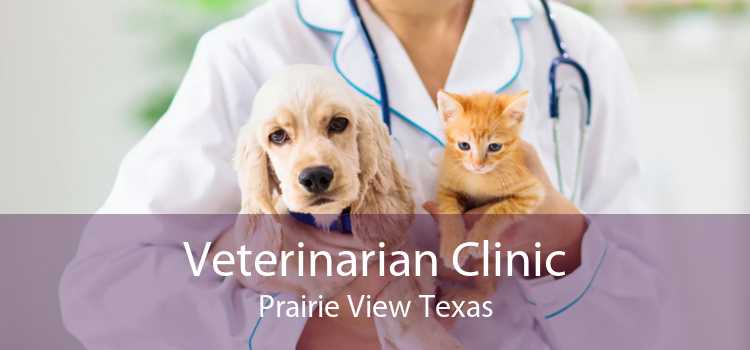 Veterinarian Clinic Prairie View Texas
