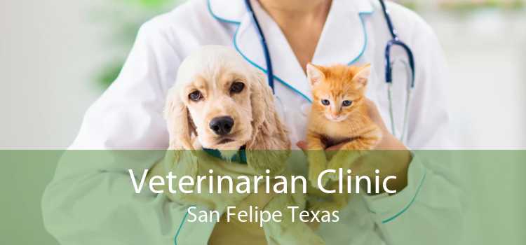 Veterinarian Clinic San Felipe Texas