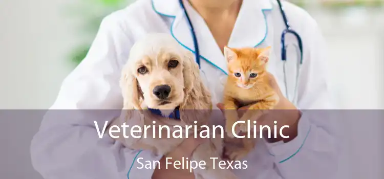 Veterinarian Clinic San Felipe Texas