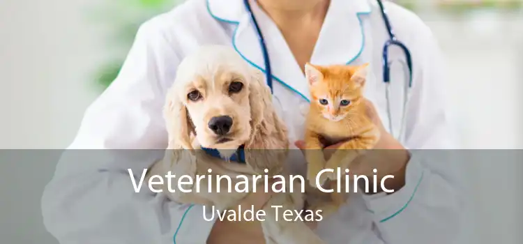 Veterinarian Clinic Uvalde Texas