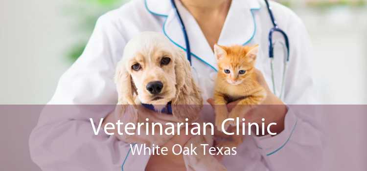 Veterinarian Clinic White Oak Texas