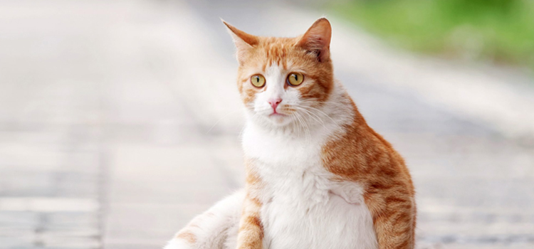 animal hospital nutritional guidance Spaying And Neutering inÂ Frisco