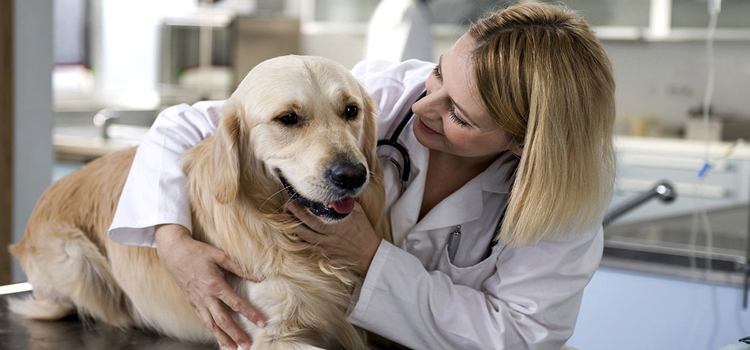 animal hospital nutritional counseling in Victoria