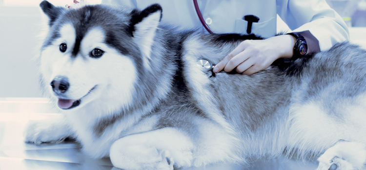 animal hospital nutritional guidance in Highland Village