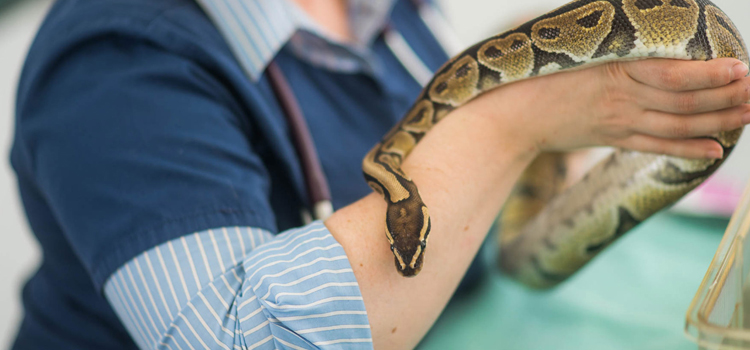 animal hospital nutritional advisory in Gainesville